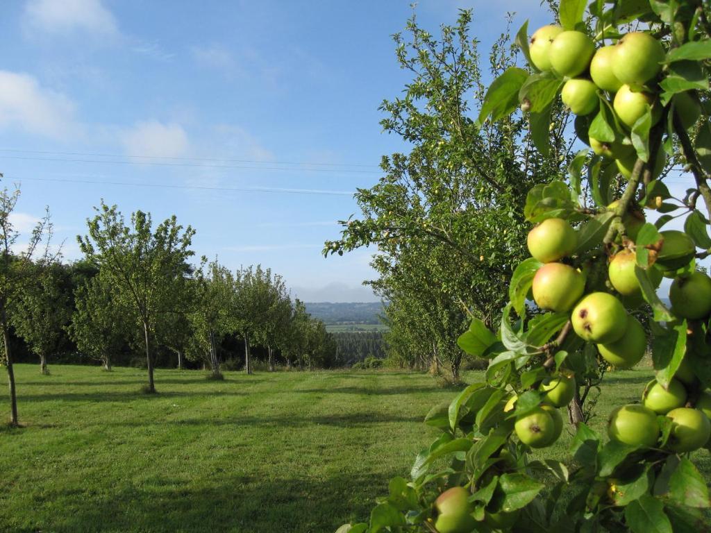 Le Mont D'Auge Bed & Breakfast Canapville  Eksteriør bilde
