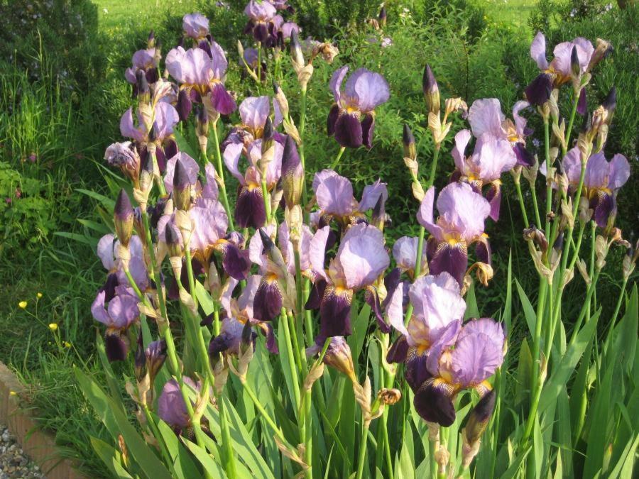 Le Mont D'Auge Bed & Breakfast Canapville  Eksteriør bilde